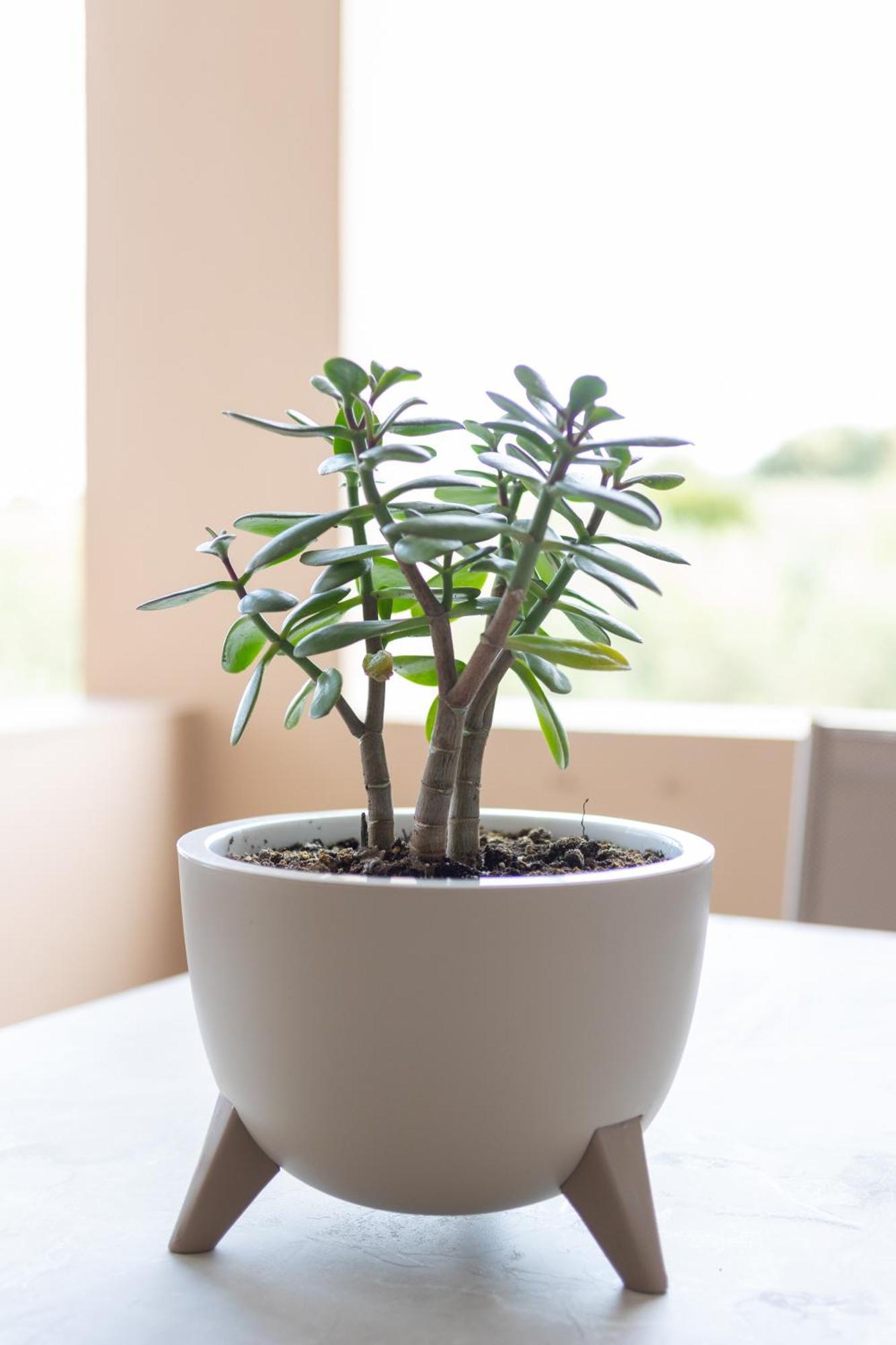 Olive Crete Rethimnon