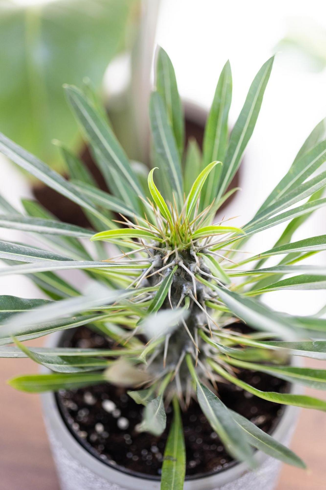 Daire Olive Crete Resmo